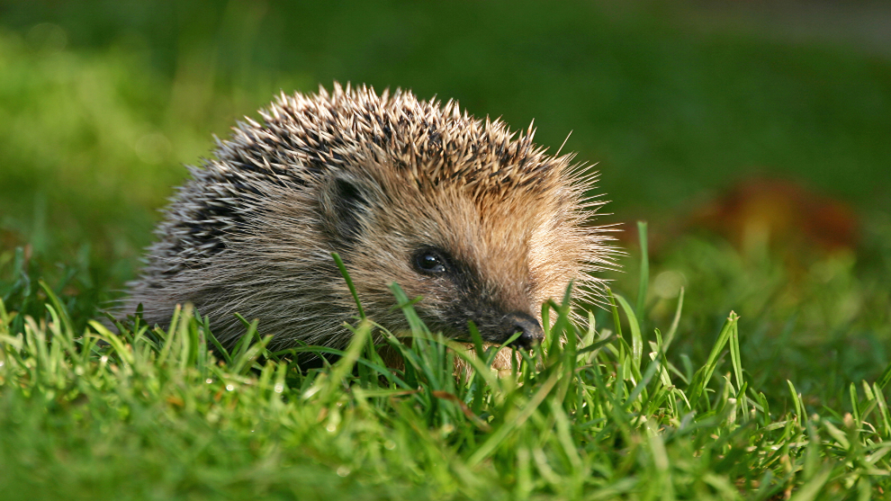 Igel auf einer Wiese 