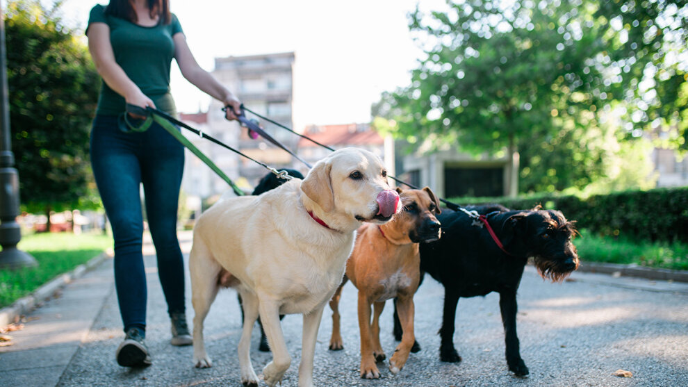 Eine Spaziergängerin mit drei Hunden in der Stadt. Die Hunde sind alle angeleint.