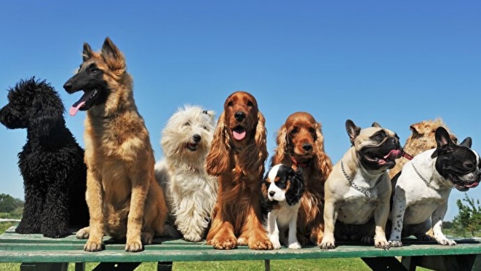 Gruppe junger Hunde verschiedener Rassen