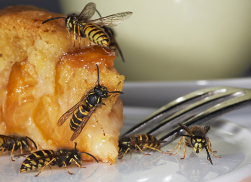Gemeine Wespen (Vespula vulgaris)